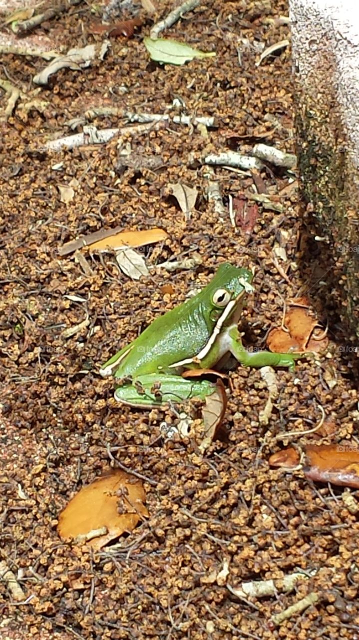 frog  up close