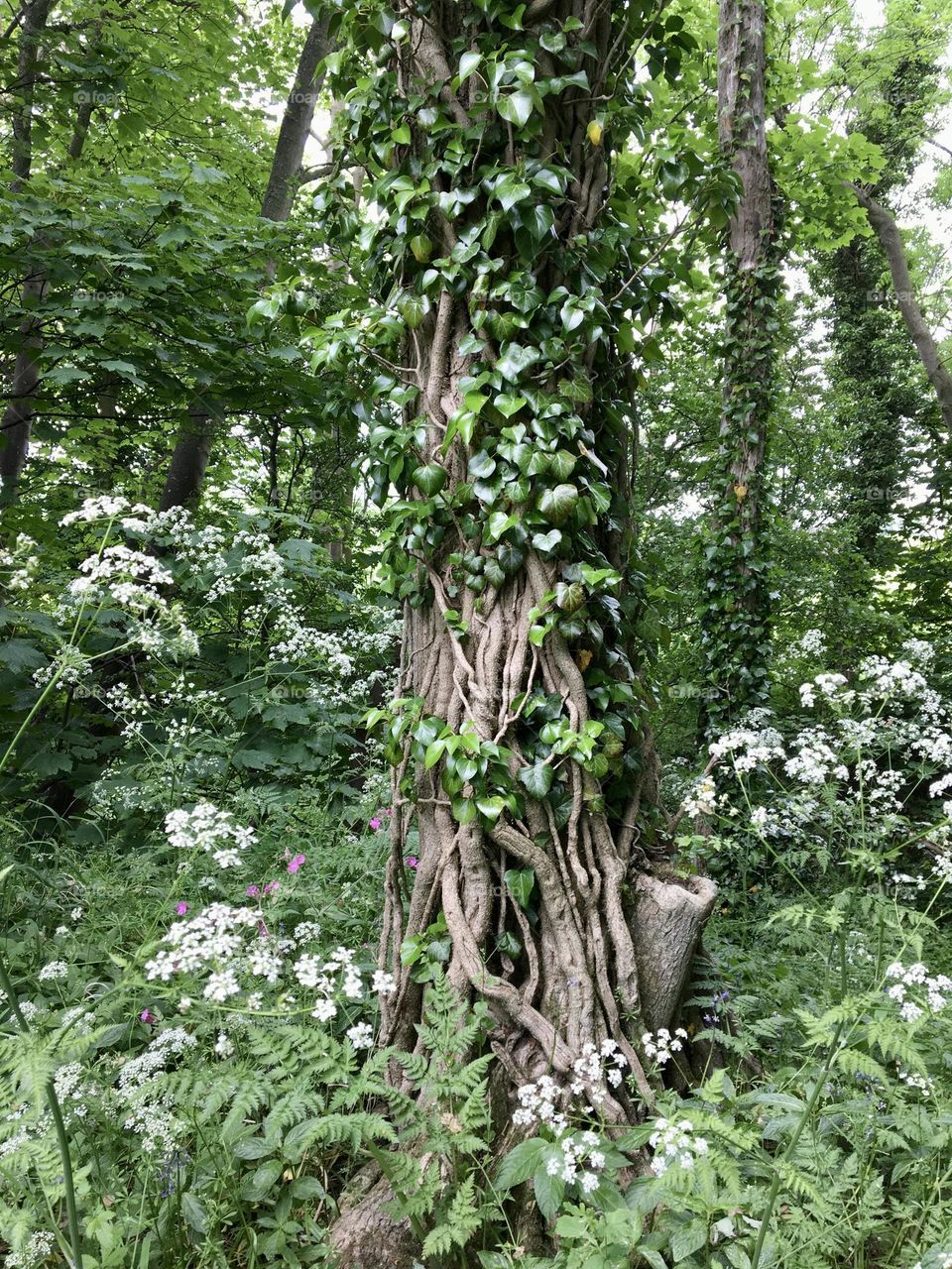 Tangled creeper climbing up a tree trunk 🌳