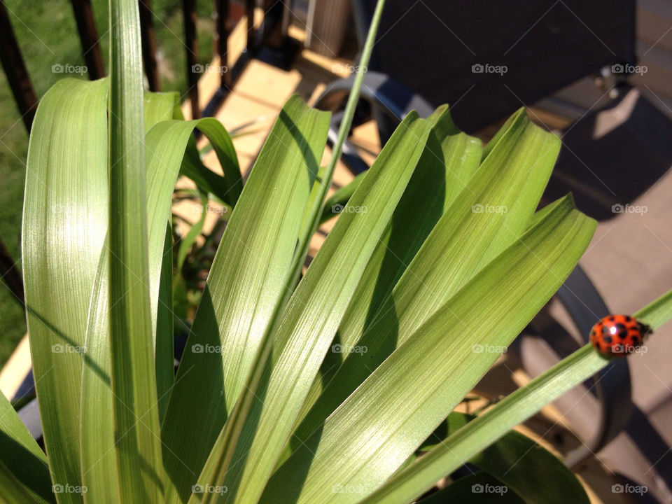 green plants summer bugs by joycoma