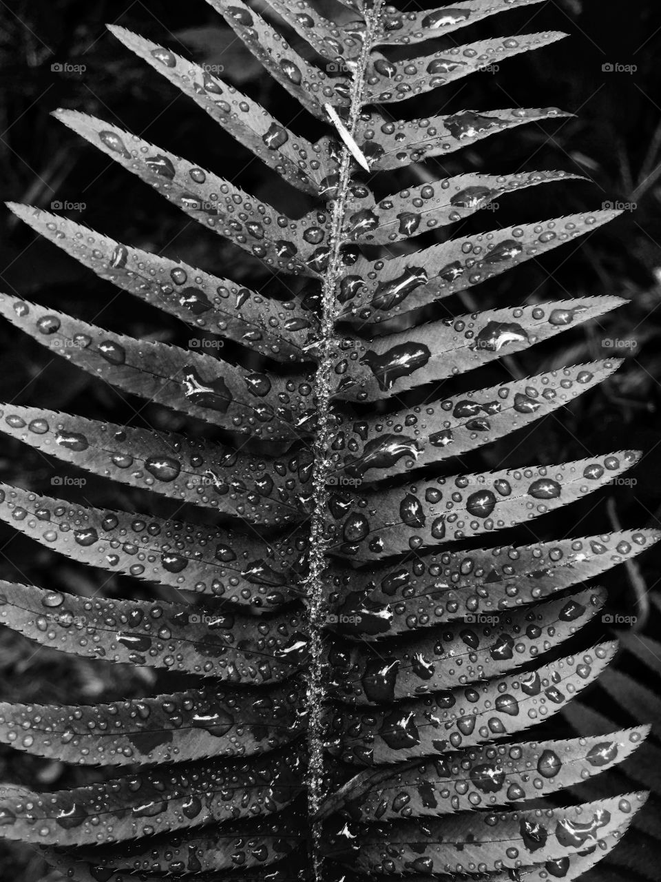 Wet black and white leaf 