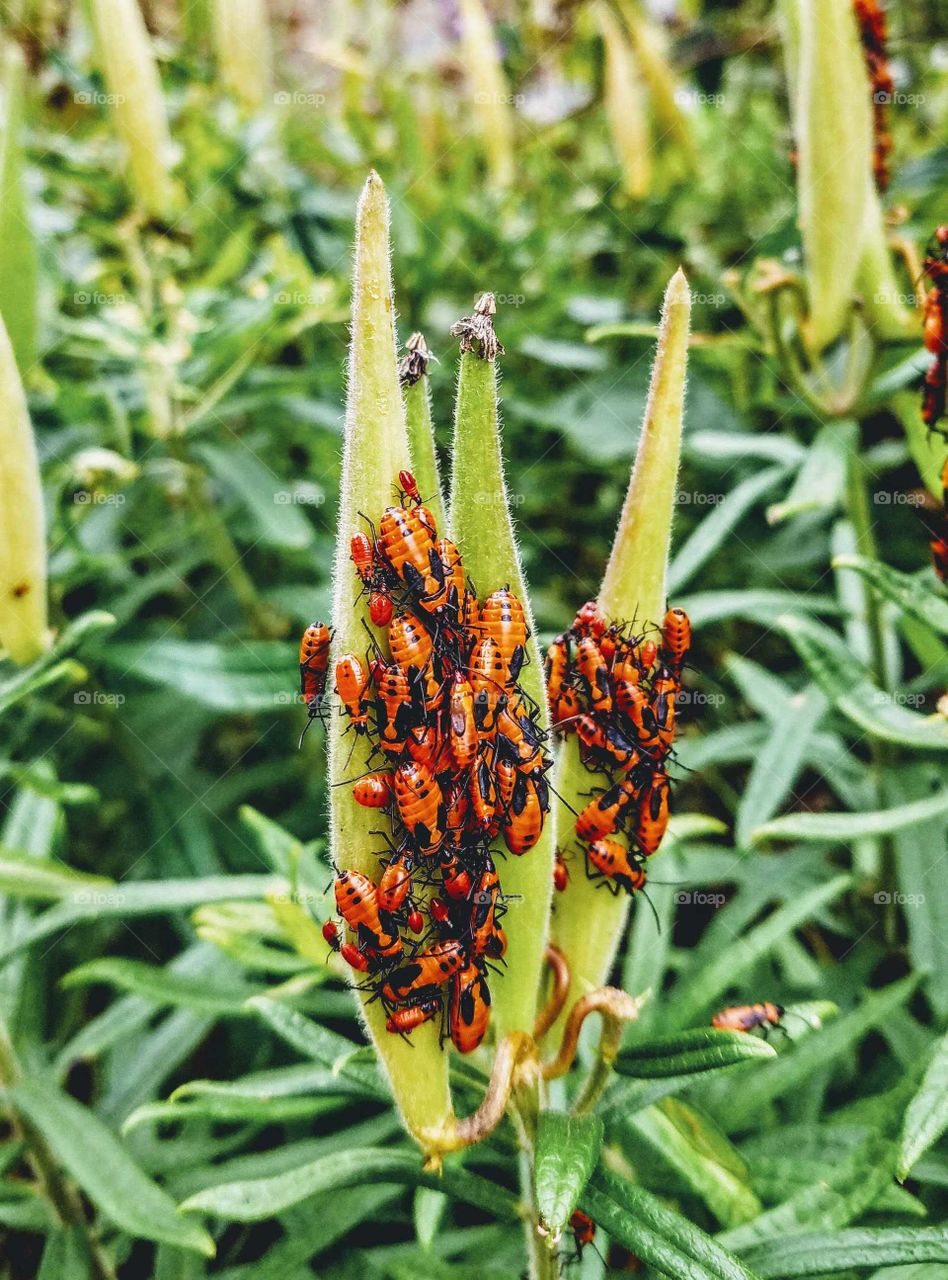 summer's end with orange and black milkweed beetles eating their last of the summers food
