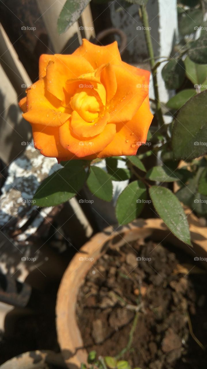 what a lovely rose