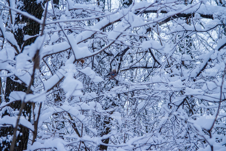 Branches in snow, winter