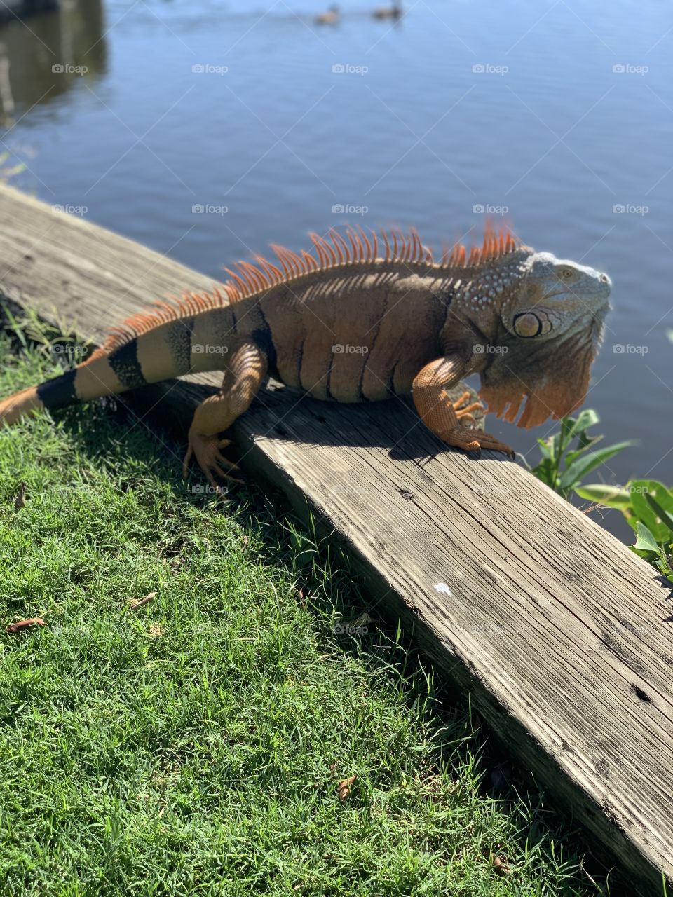 Iguana in sun at park