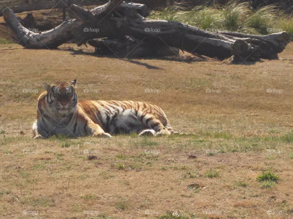 Tiger bengal. Mammal Bengal tiger. their habitat is very large where you can move freely