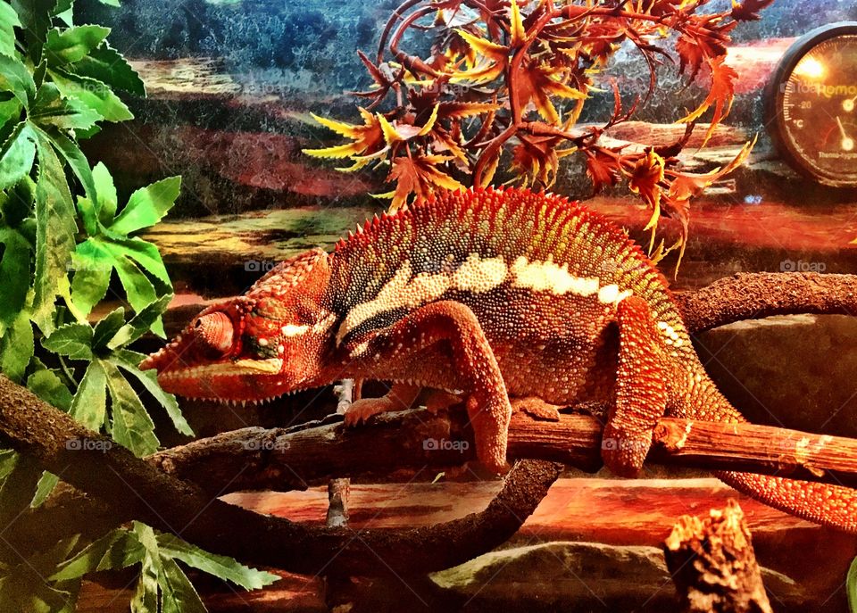 Colourful pet chameleon lizard