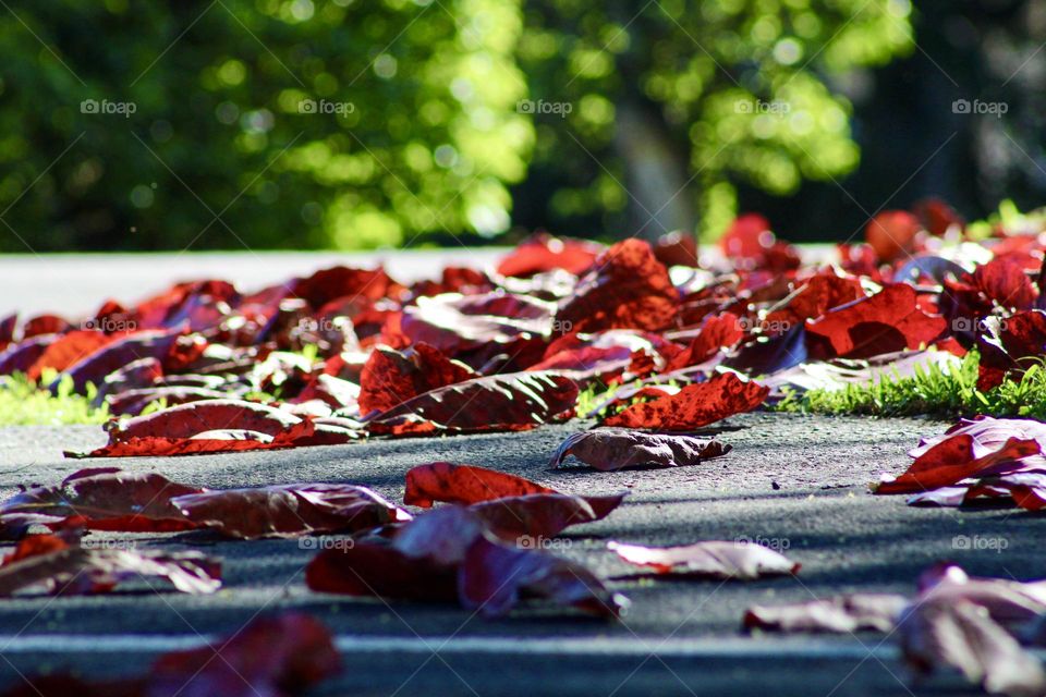 Fall leaves in paradise 