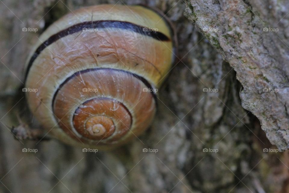 Land snail