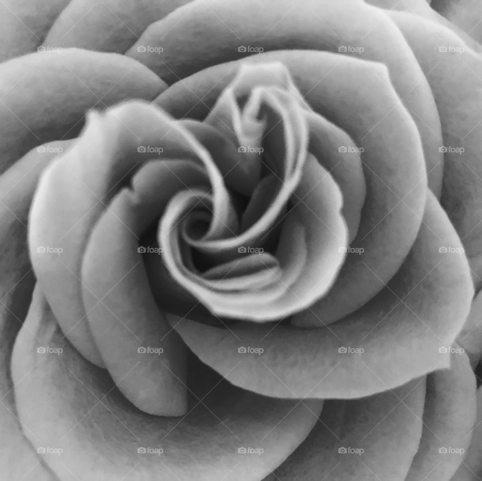 Rose in black and white