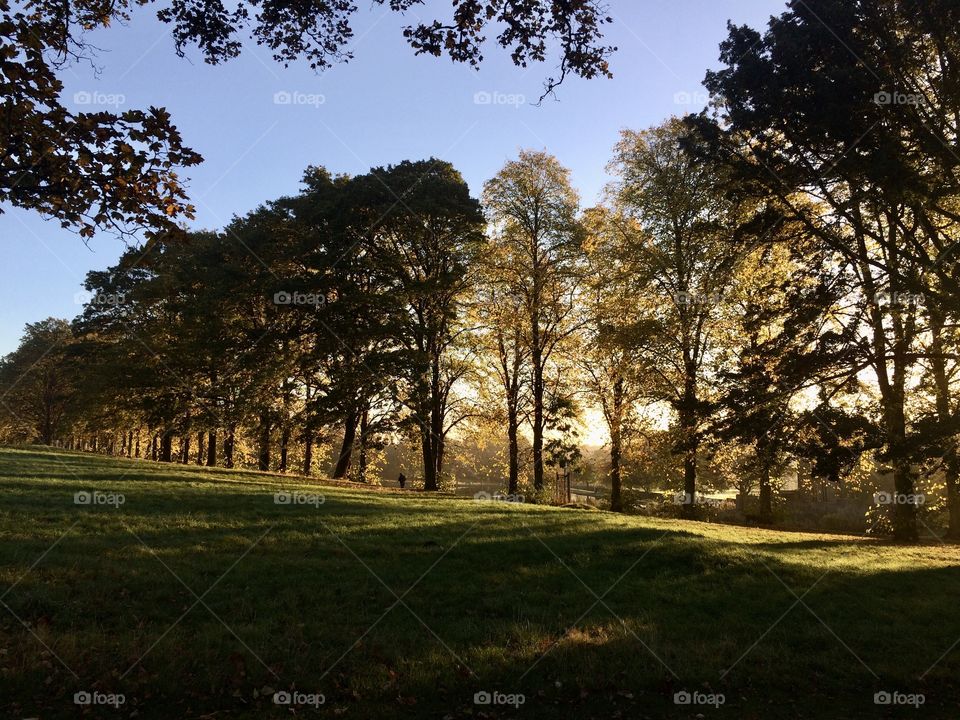 Sunlit trees in the park 