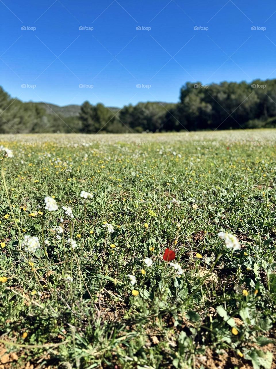 Spring bloom