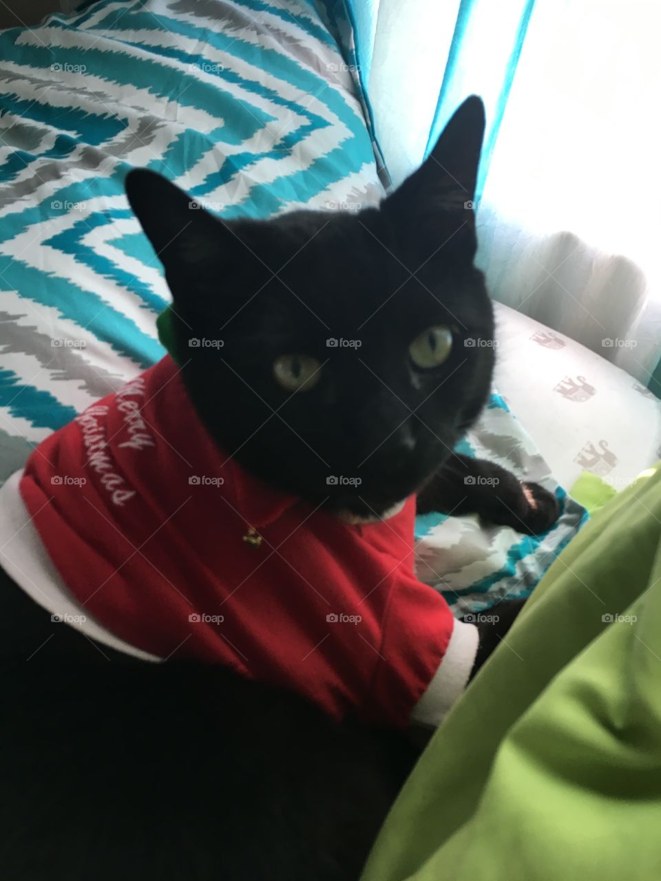 Cats in sweaters