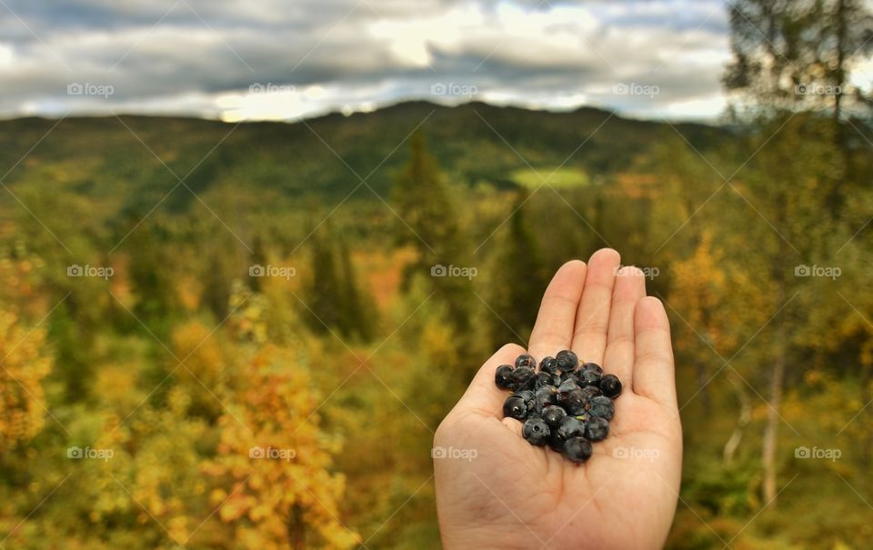 Blueberry in person's hand