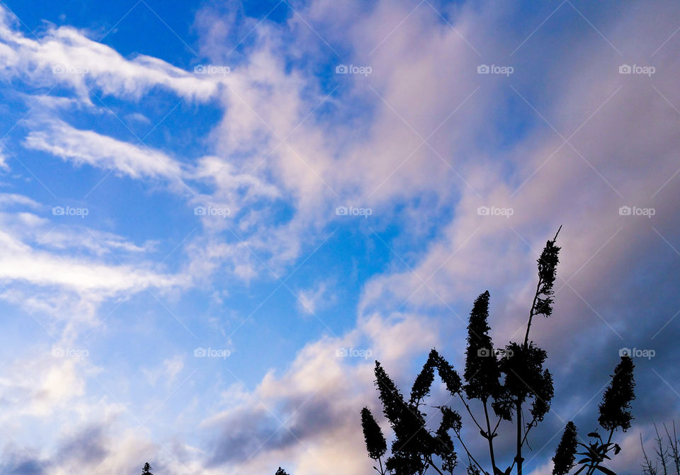 Evening clouds and some plant silhouettes