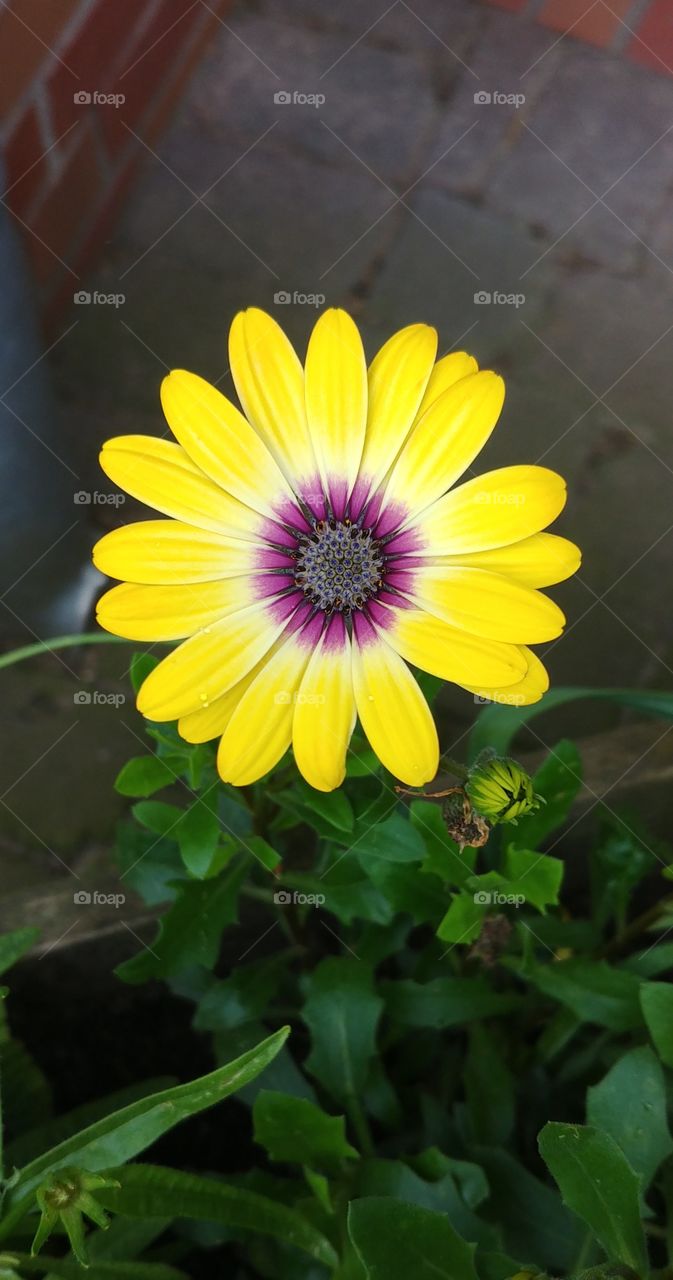 blühen Blüten Blume yellow gelb hell Zukunft erblühen