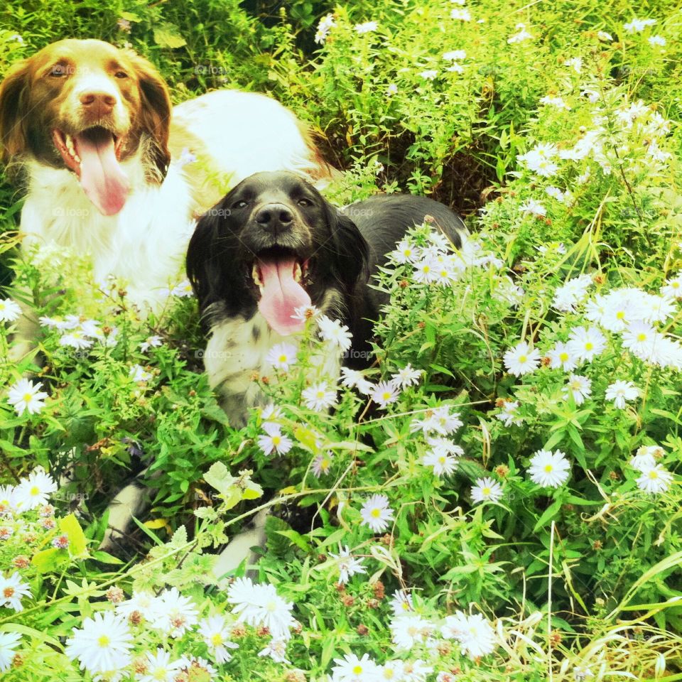 Willow and Daisy in the daisies 
