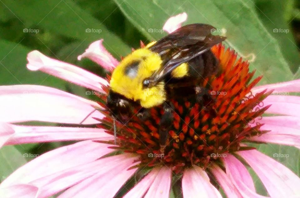 bumble bee. my flower garden and bumble bee
