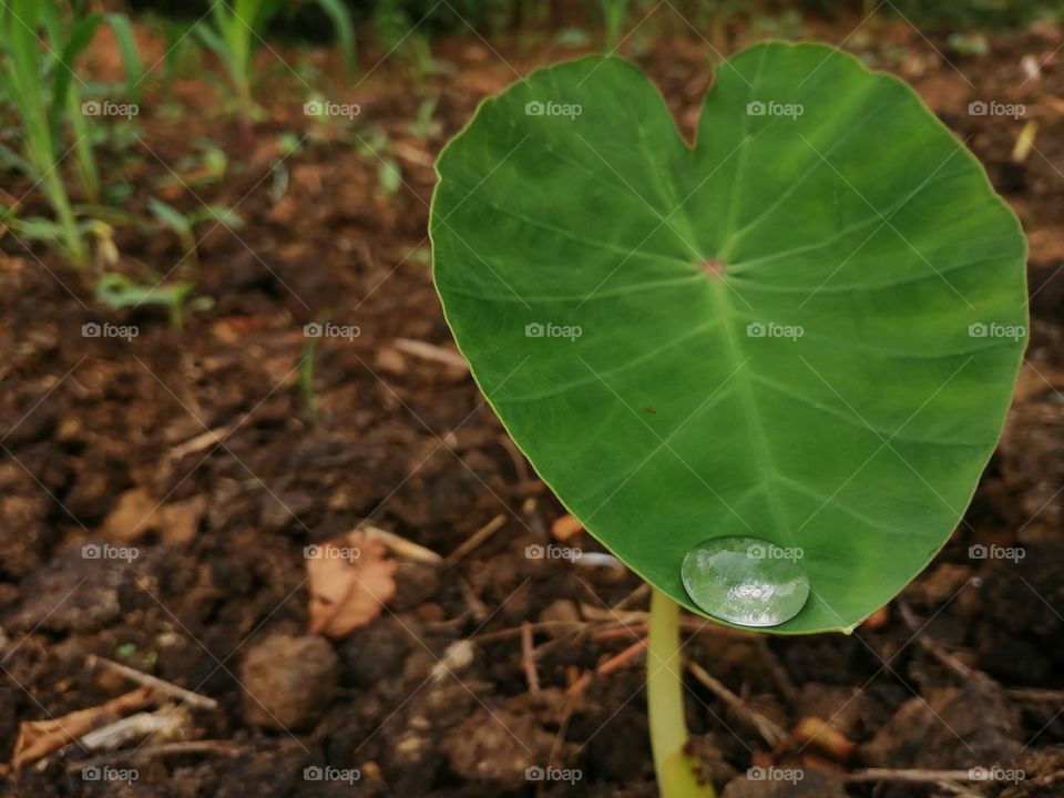 Colocasia esculenta is a tropical plant grown primarily for its edible corms, a root vegetable most commonly known as taro