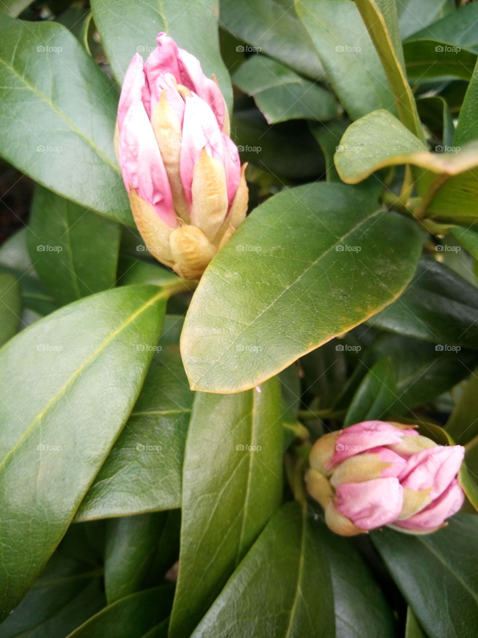 flower bud