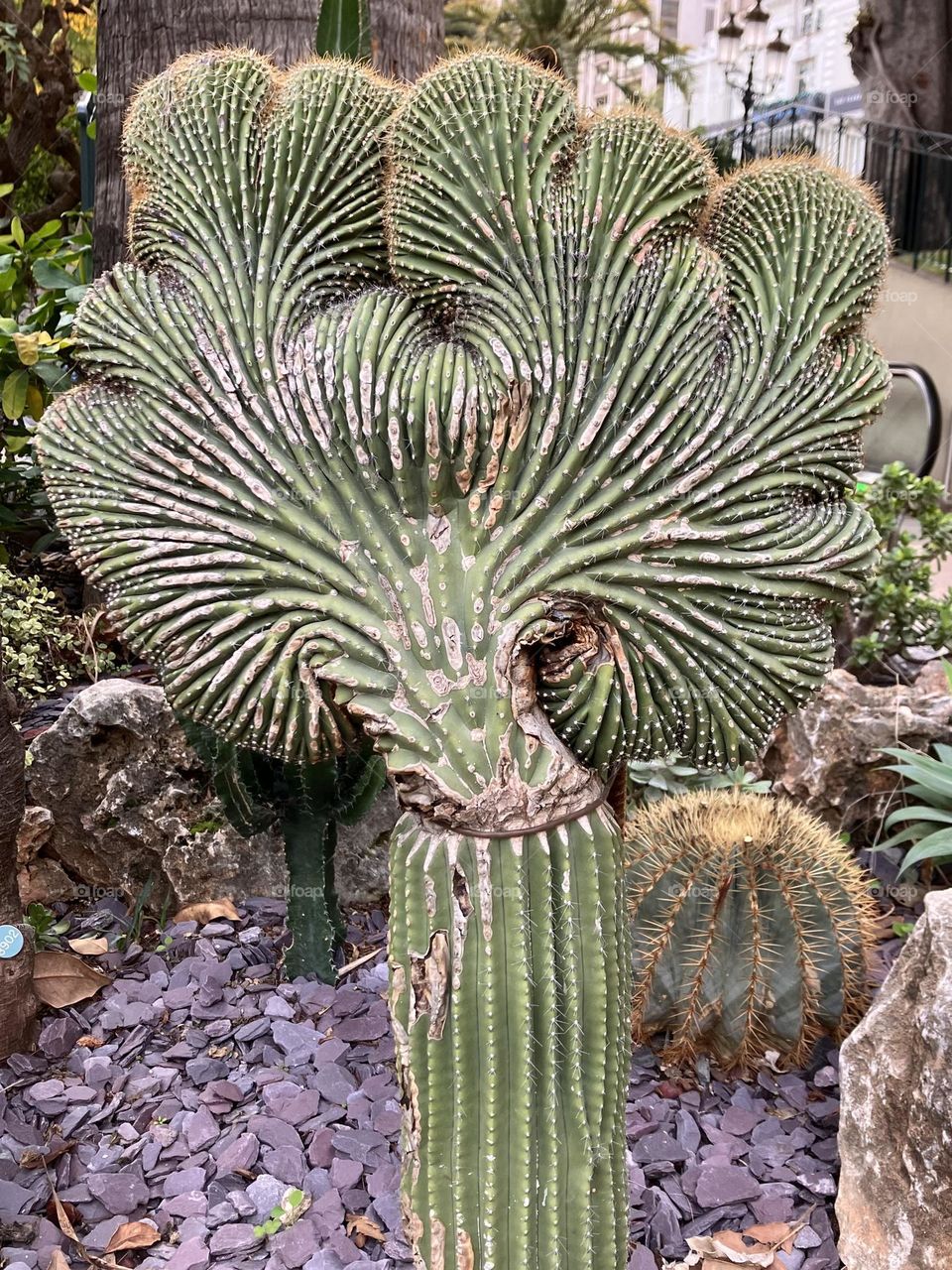 Original Echinocactus