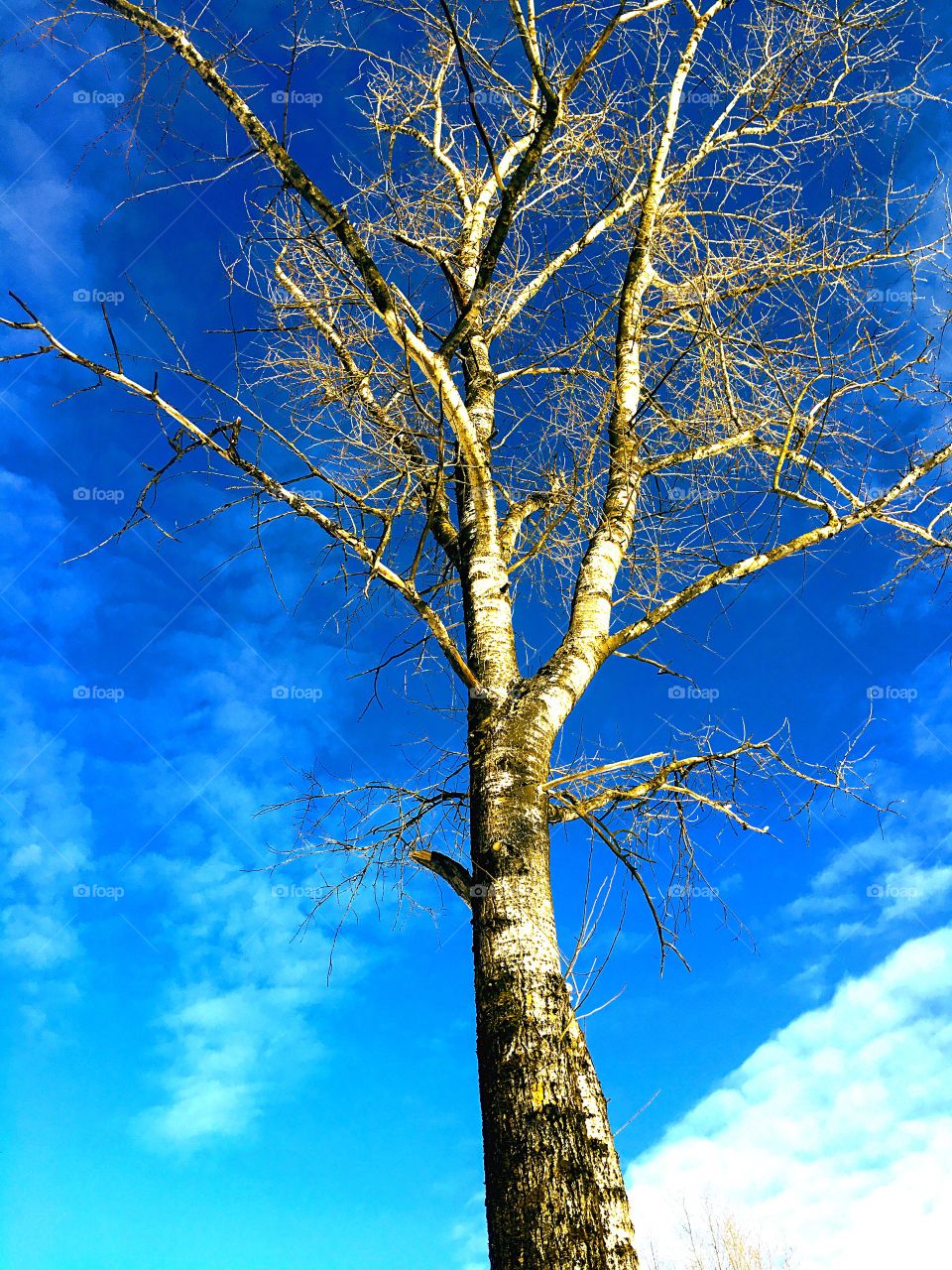 high birch without leaves against the blue sky