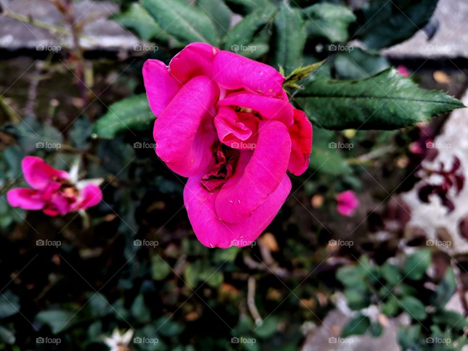 Pink flower in Houston