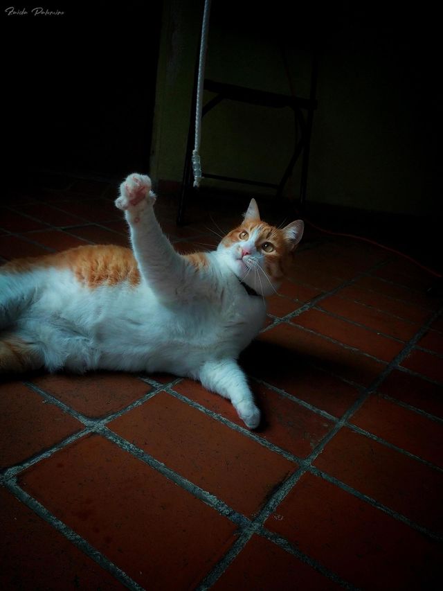 my cat