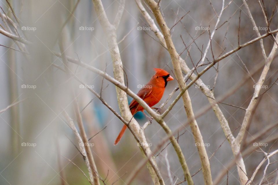 Red cardinal bird winter time 