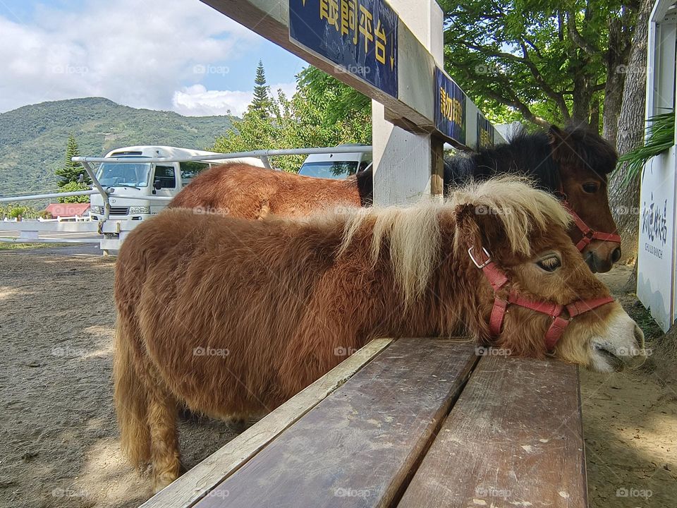 Miniature horses in Chulu Ranch