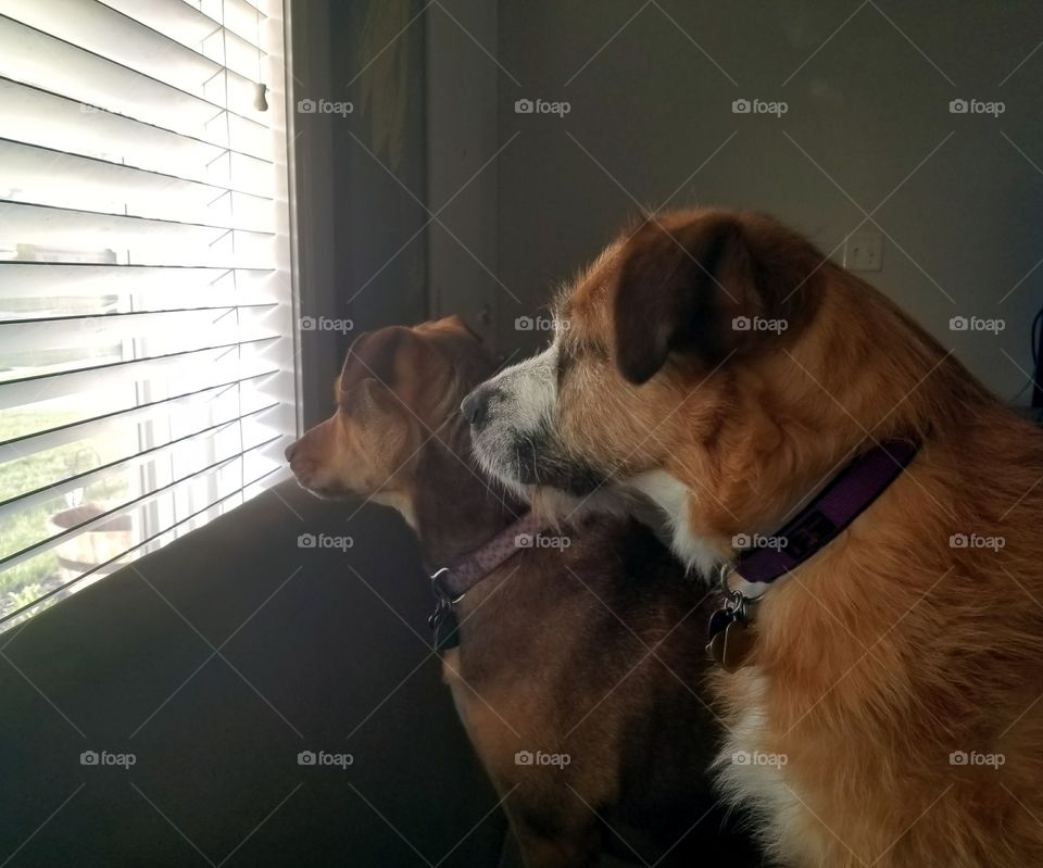 Siblings Looking out the window