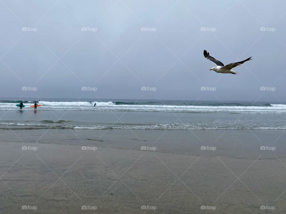 Foggy morning at La Jolla Shores Beach
