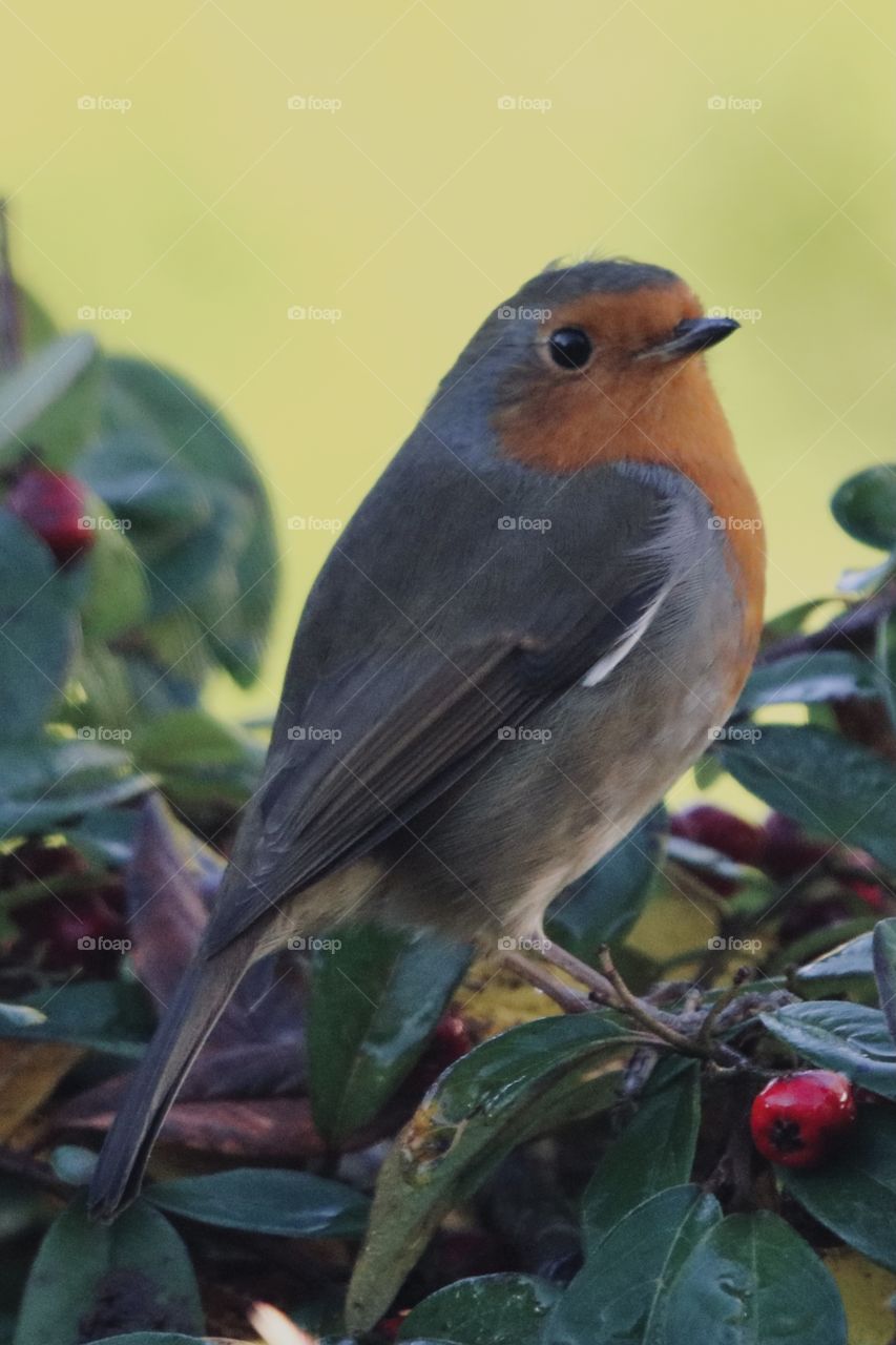 Robin