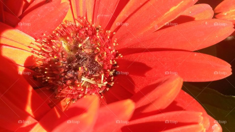 Gerber Daisy