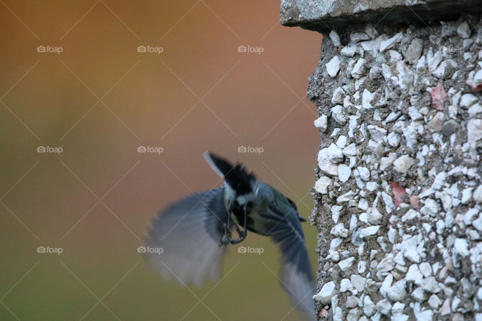 Tit in flight 
