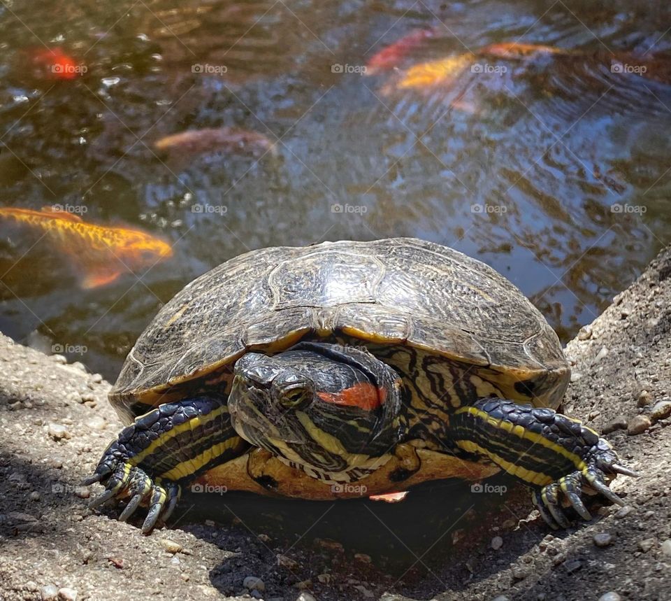 Turtle resting on the side of a koi pond