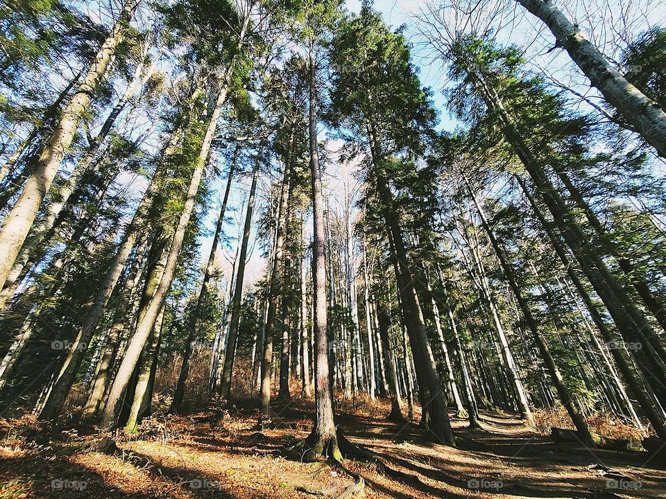 Battle: Meadow vs. Forest