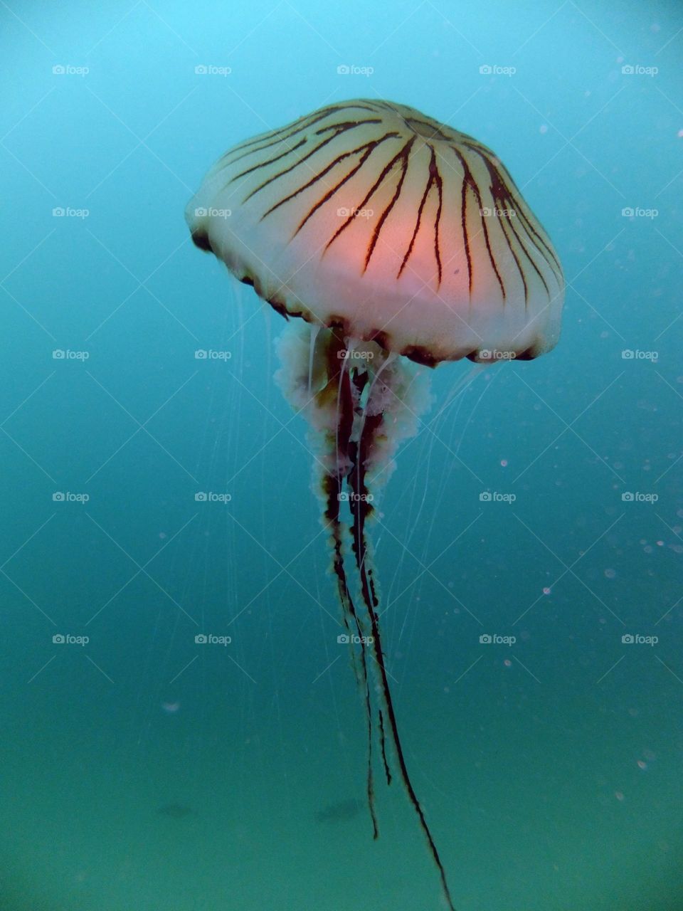 Cornish jellyfish 