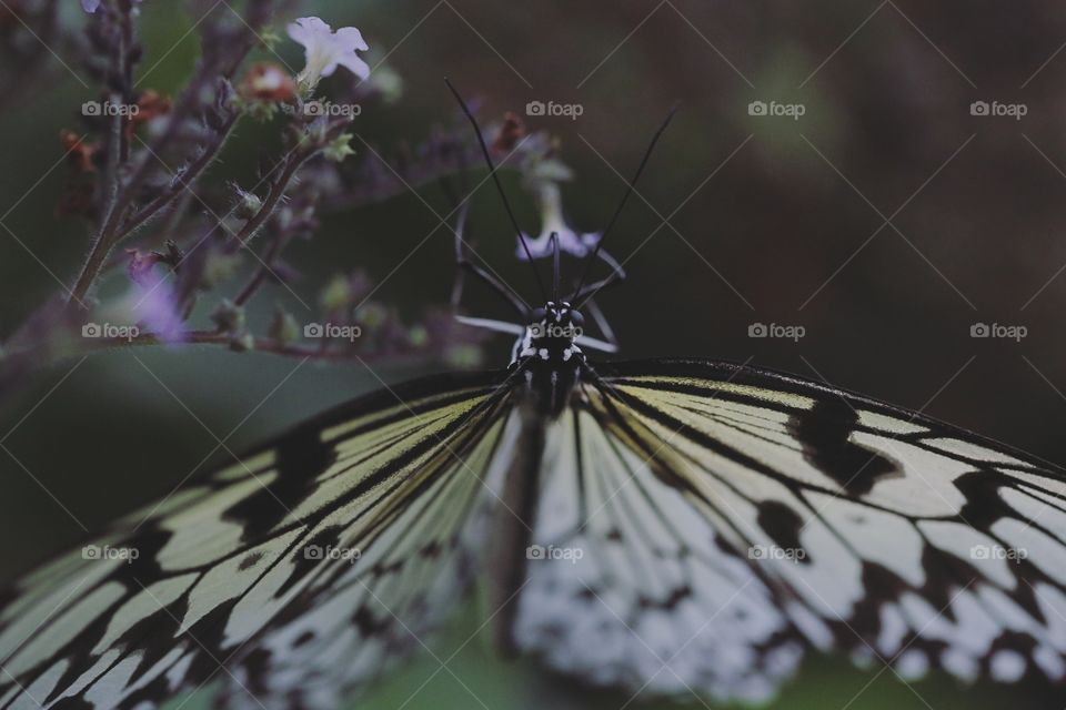 Close-up of a butterfly on flower