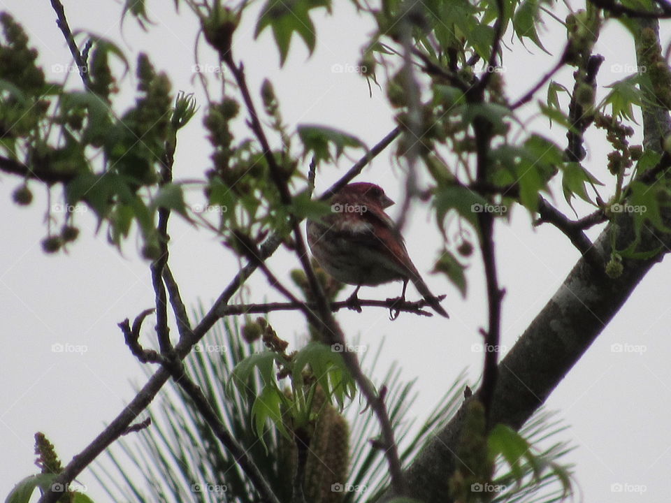 Bird, Wildlife, Tree, Nature, No Person