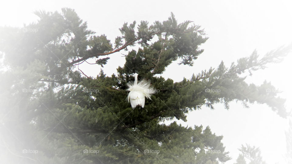 white egrett in dark green tree with and elevate white vignette
