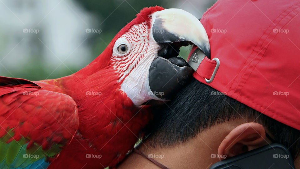 The parrot that belongs to my friend is trying to seek attention from him who is busy calling. I see it very funny since the partot shows a naughty and smiley face.