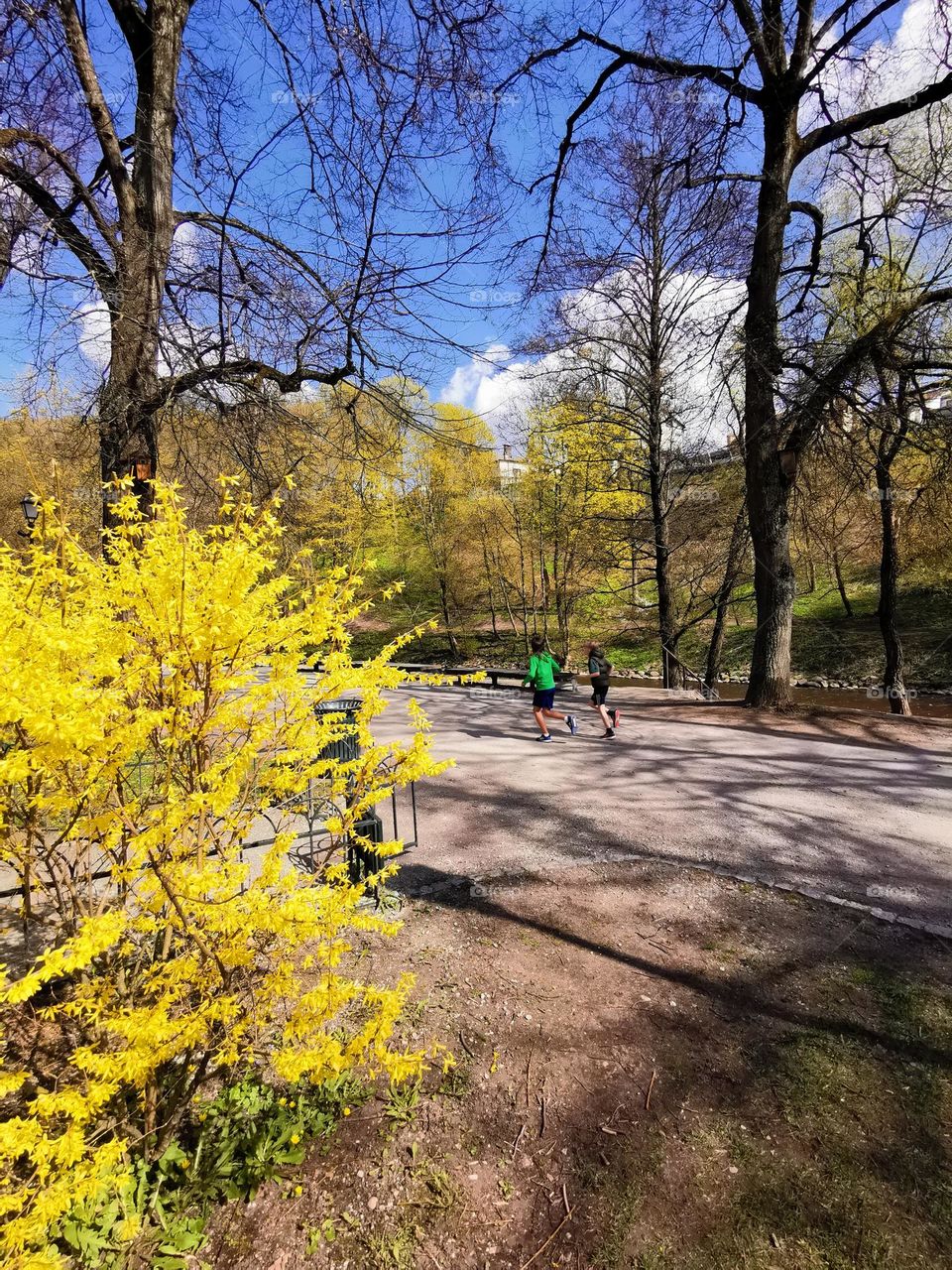 A beautiful spring day. Children run in the park. Bright yellow flowering bushes and blue sky. The combination of colors is like on the Ukrainian flag.
