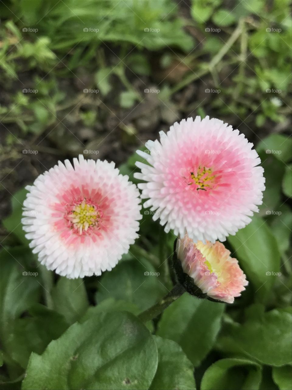 Little white and pink flowers.