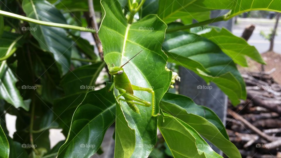 grasshopper on a leaf