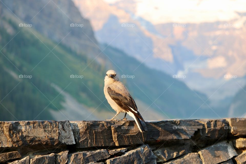 A Clark's Nutcracker bird perched on rock ledge with Canada's Lake Louise in the Rocky Mountains in background 