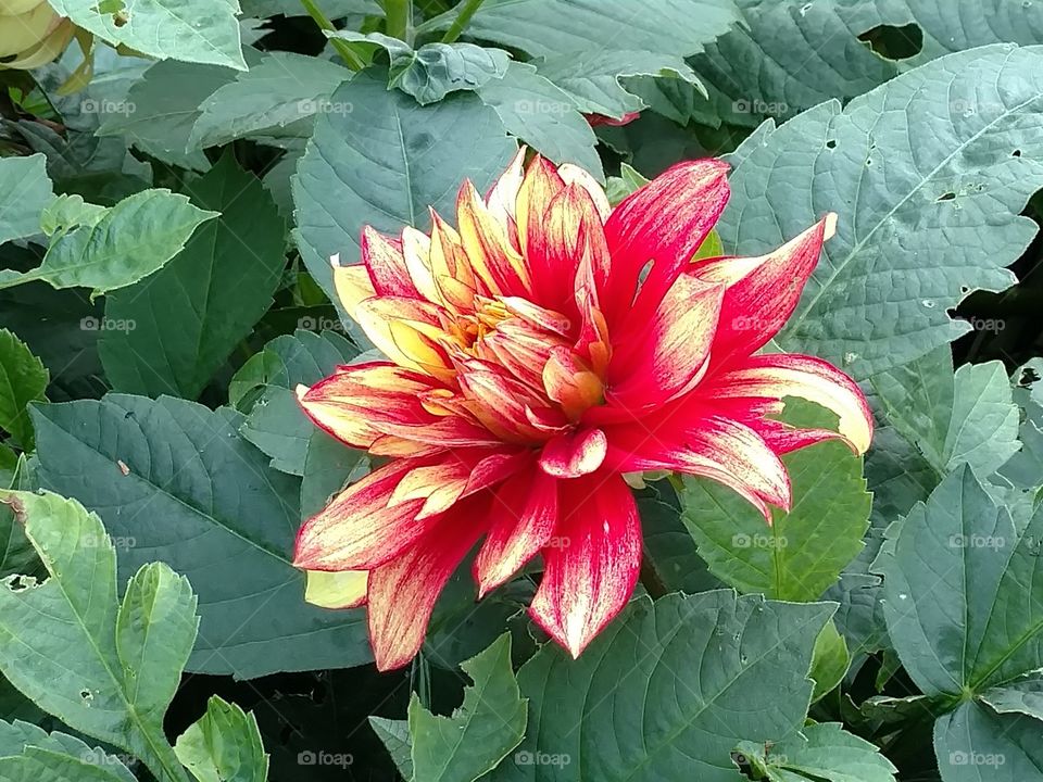 bright paintbrush style shrub flower