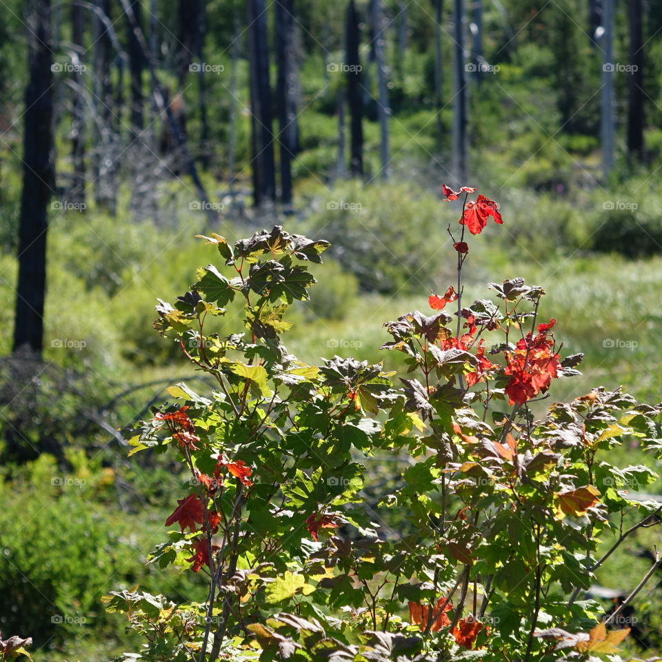 Close-up of plants in forest