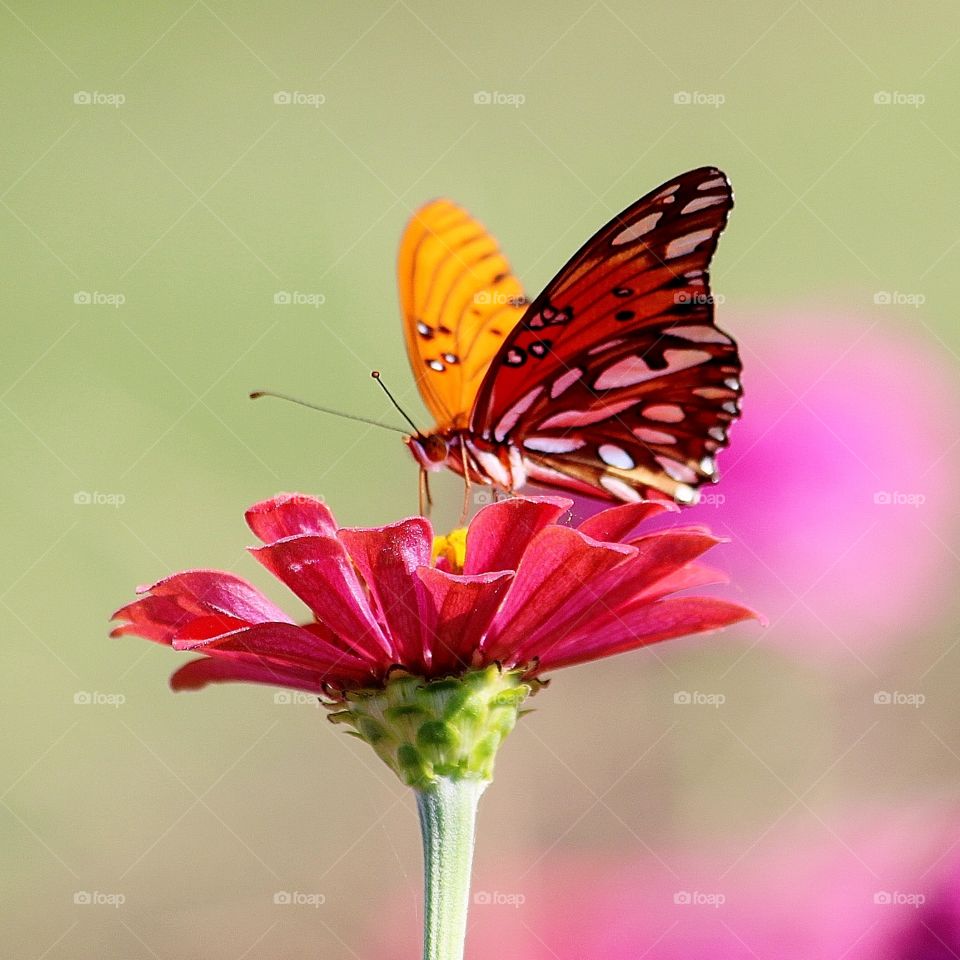 Pink Zinnia  with Passion Butterfly