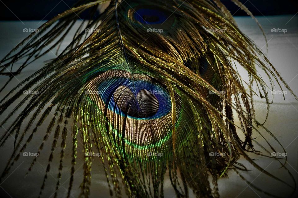 colorful eye on golden peacock feather detailed low key picture