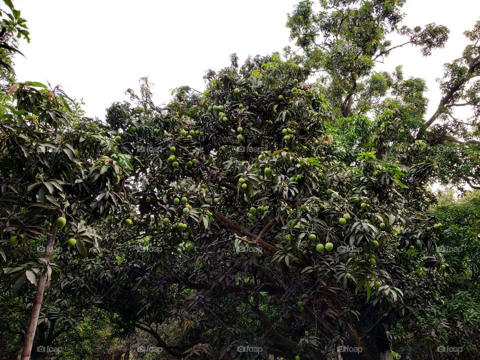 mango tree